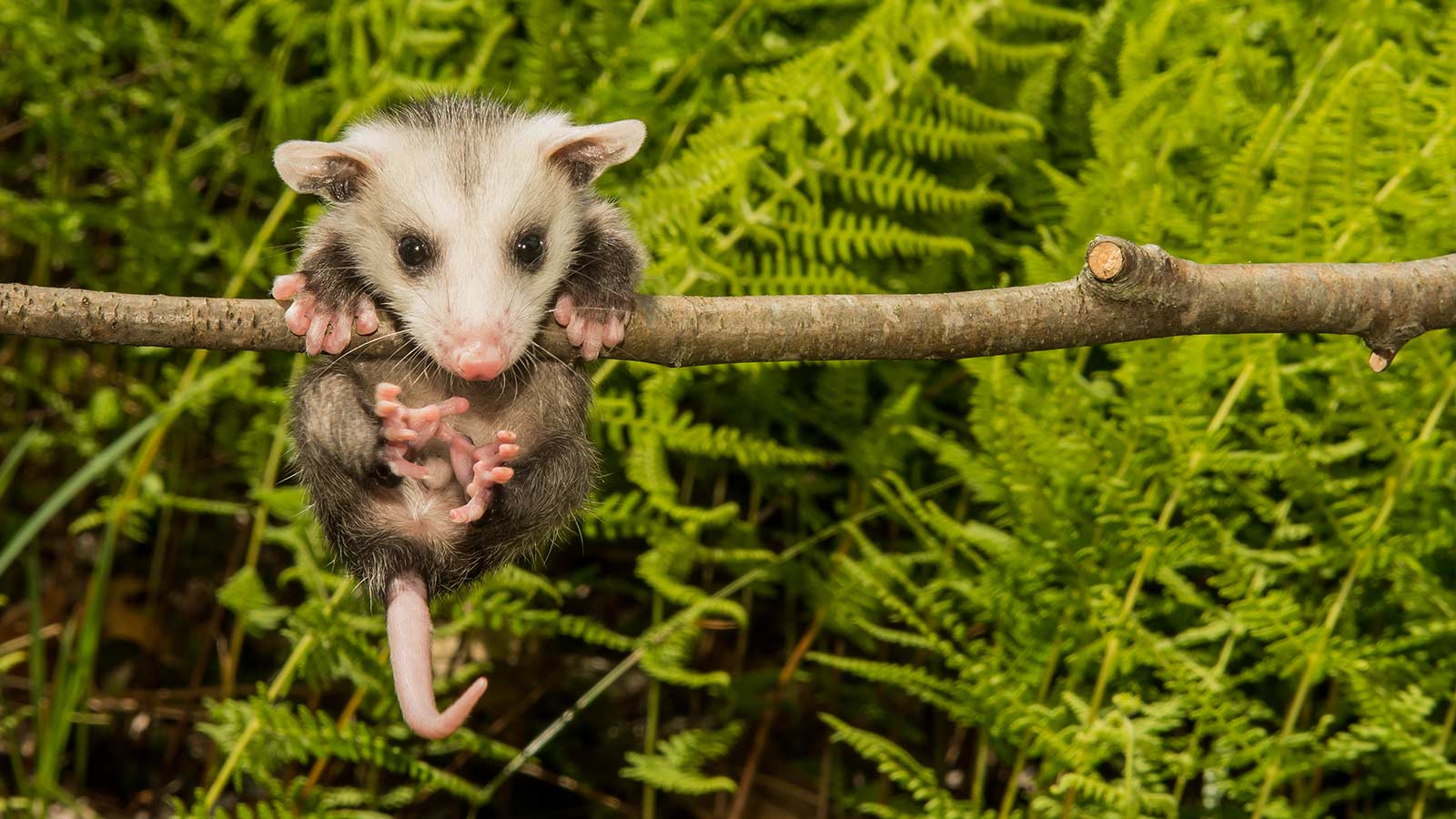 Opposums are Awesome (and No, They Don't Have Rabies)