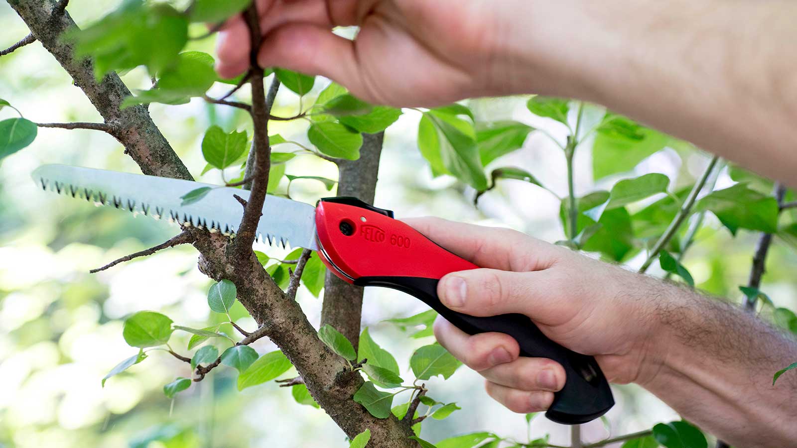 Don't Make a Deadly Mistake: Top 10 Questions to Consider Before Pruning