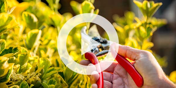 Video | Planning to Prune? Use this simple framework and avoid deadly mistakes.