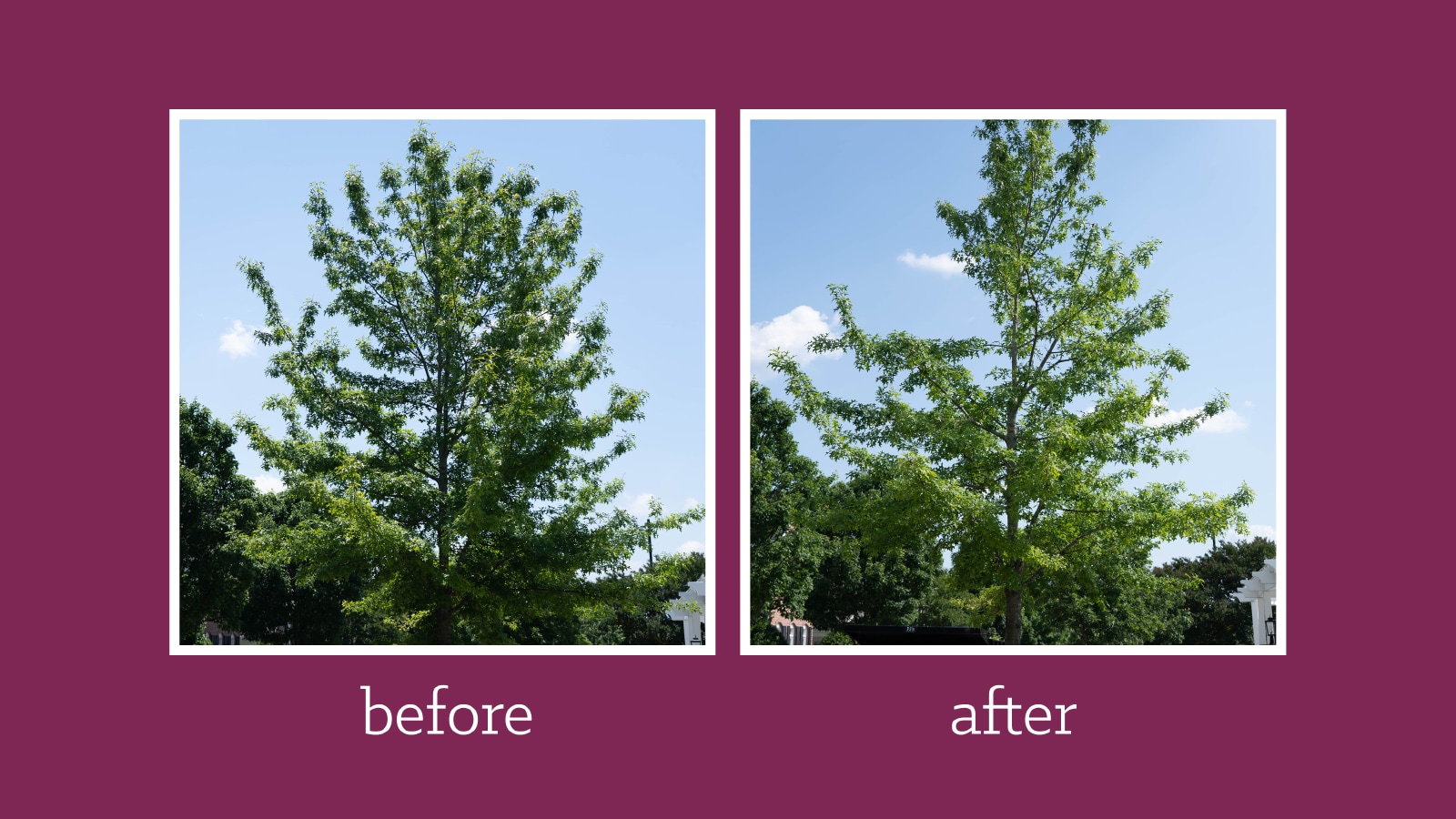 [Case Study] Before and After: Structural Pruning on an Oak Tree 