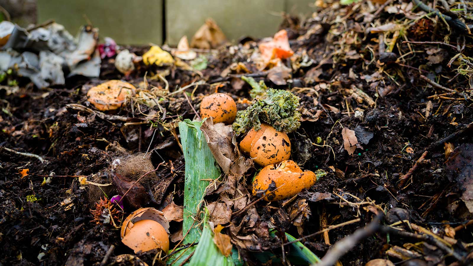 Compost Tea Makes Soil Healthy and Trees Happy