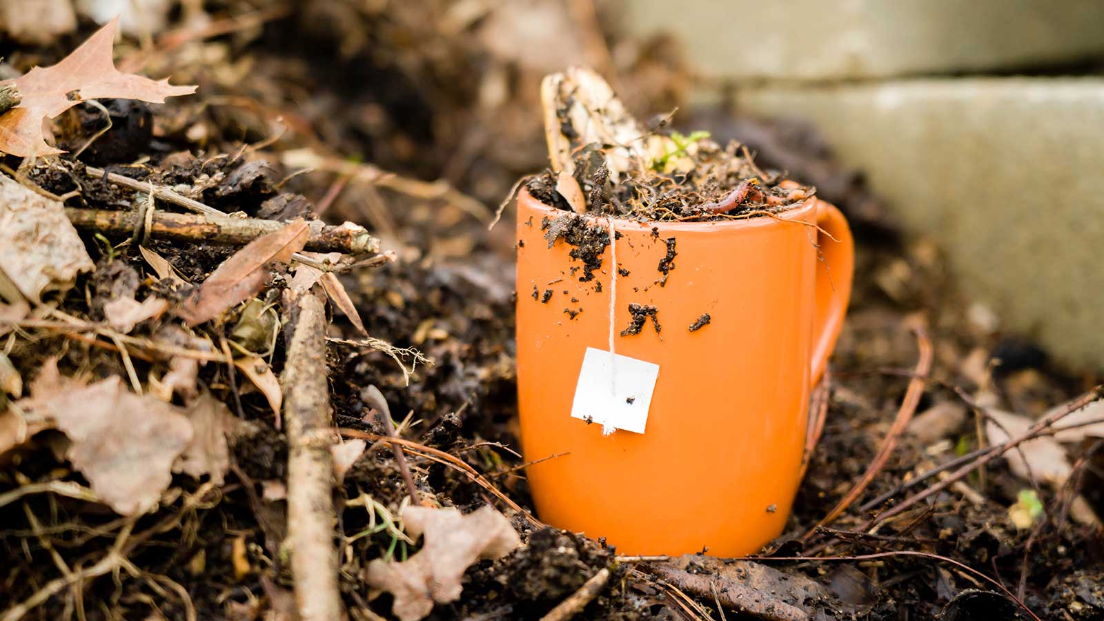 Fascinators and Flagella: How to Host a Tea Party for Soil Microbes