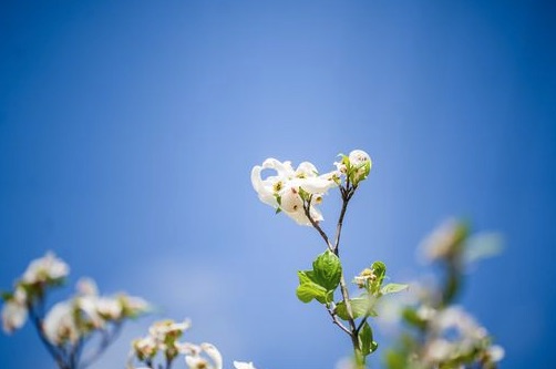 white dogwood flower against a blue sky