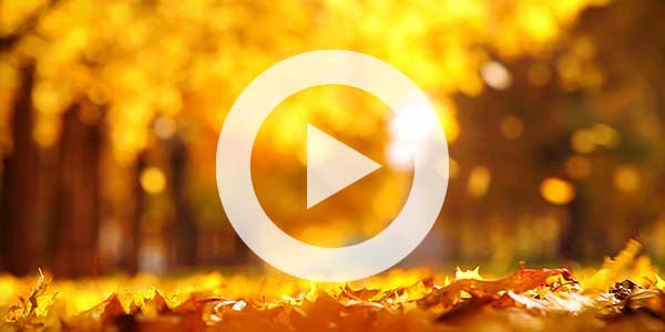 Video | Fall Tree Care Checklist: Leave your Leaves, Plant New Trees, and Other Important Tasks