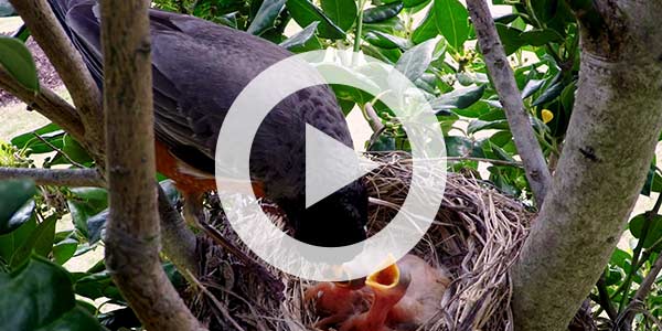 Video | Want More Birds in your Backyard? Plant These Native Trees.