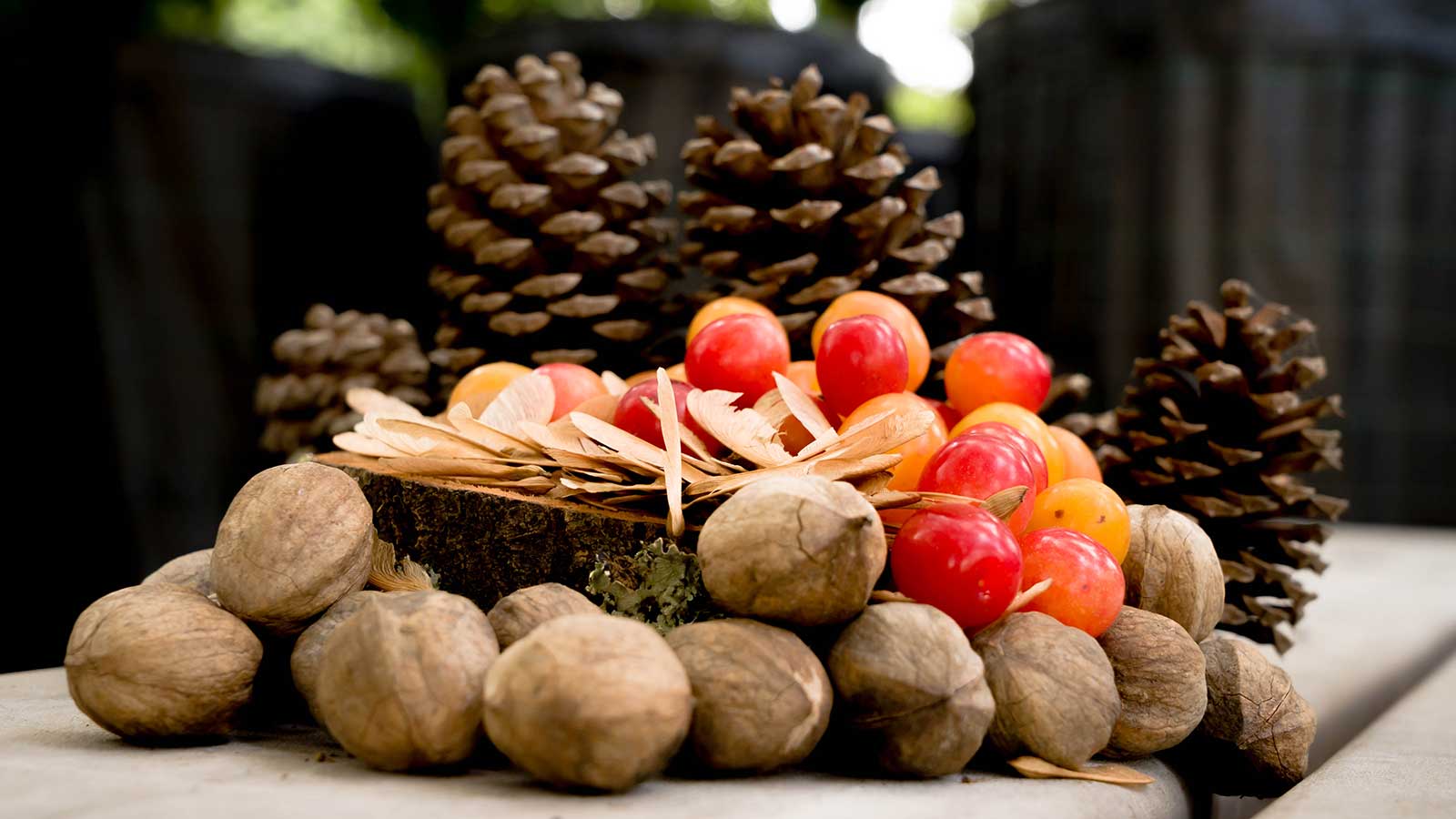 Project Pando Needs Your Help! How to Collect Native Tree Seeds