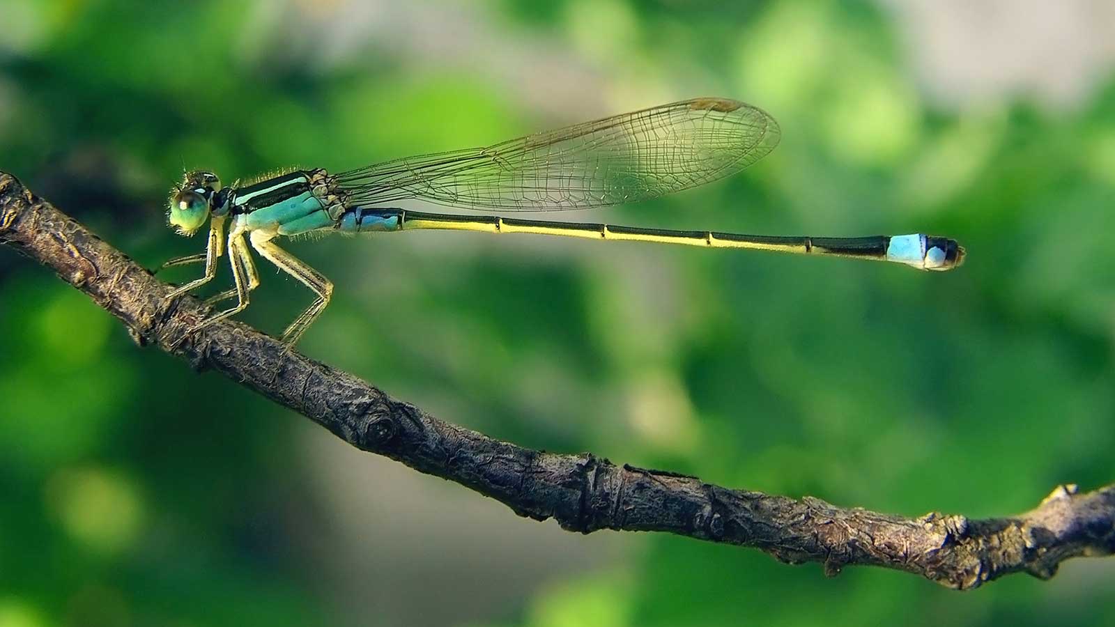 The Insect Apocalypse is Here. How Can You Help?