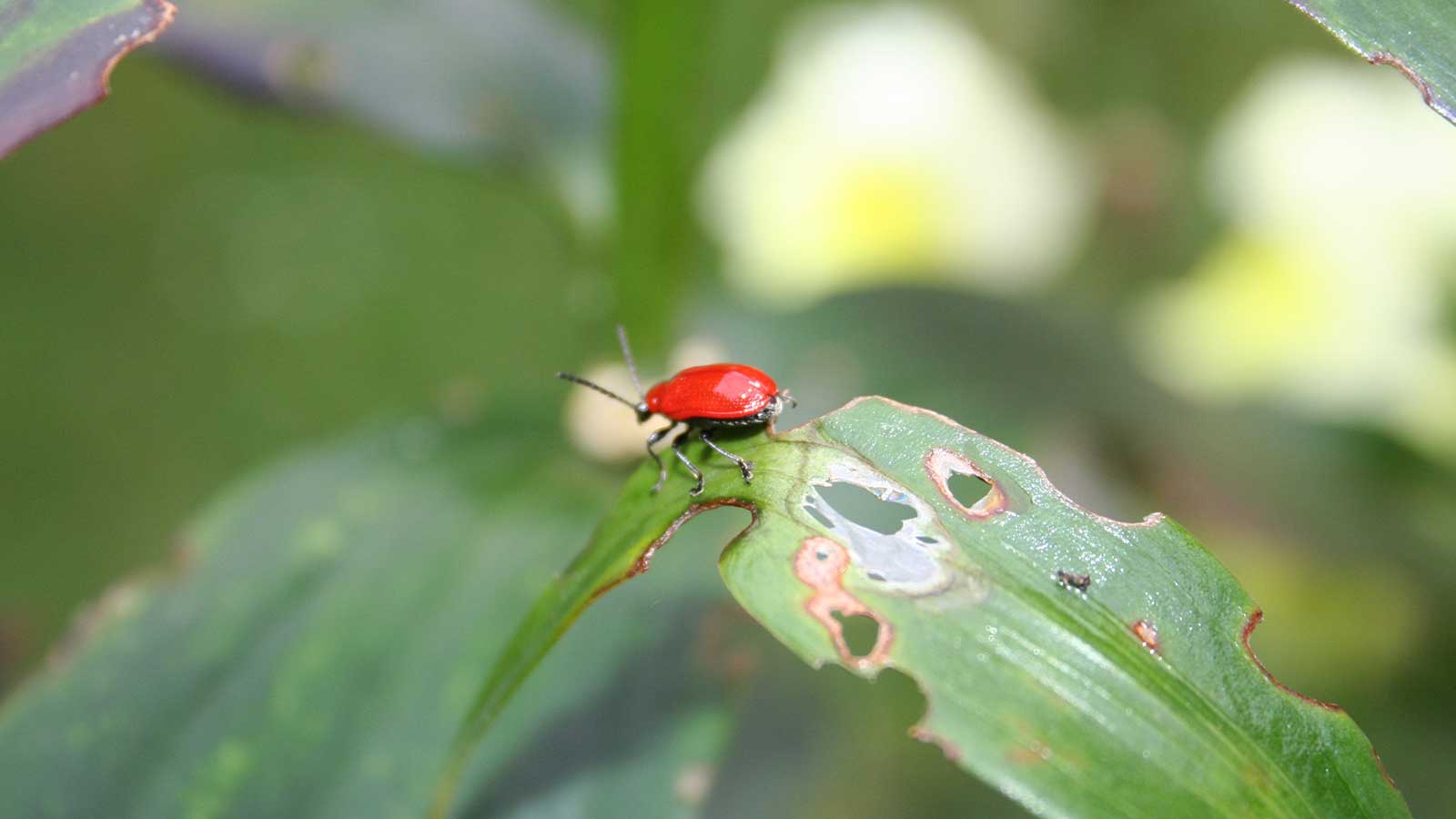 Friend or Foe: When to Take Action Against Pests