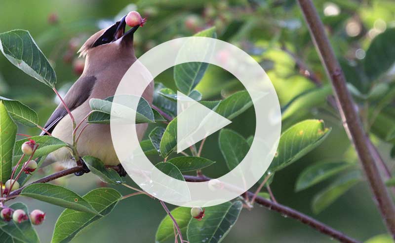 Video | How Invasives Harm Our Local Ecosystem (And the ONE Thing You Can Do to Help)