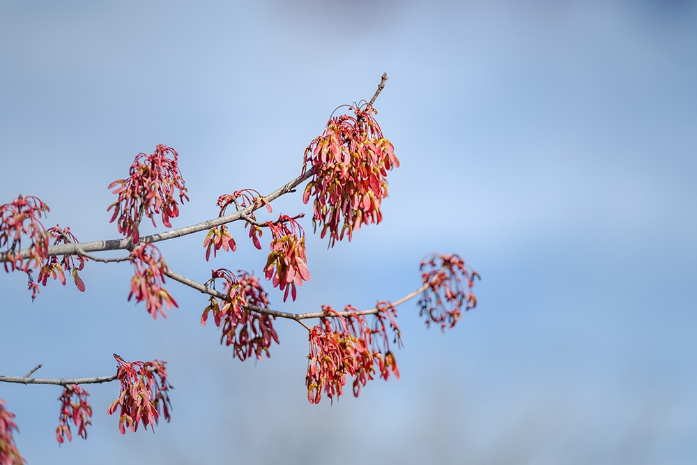 red maple keys against a blue sky