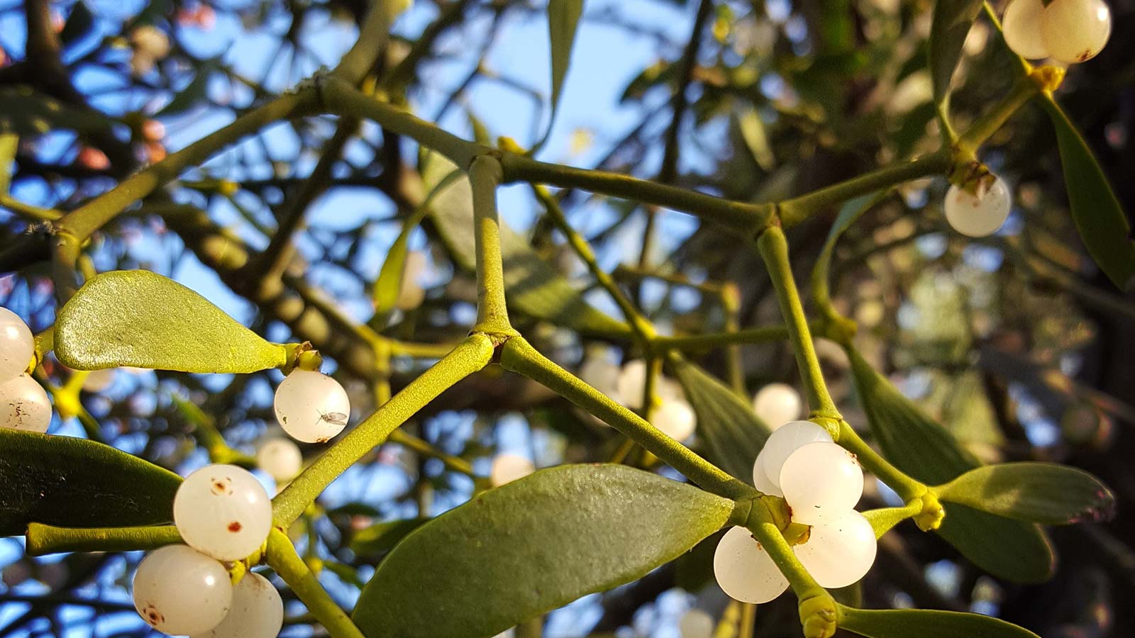 4 Fascinating Facts About Mistletoe
