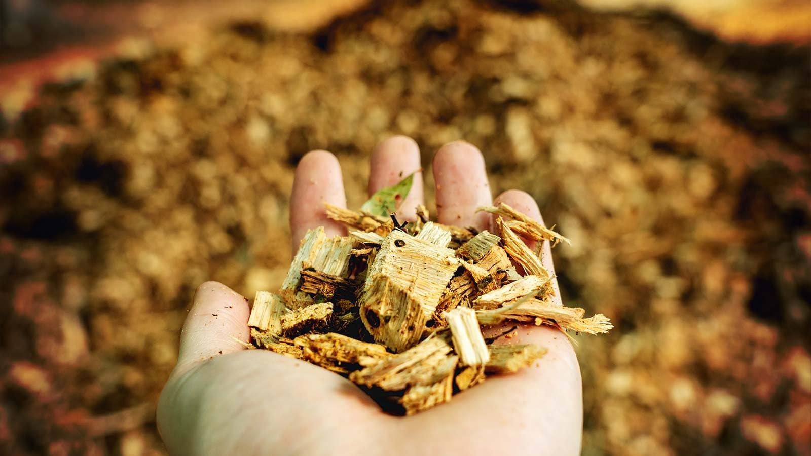 When Good Mulch Goes Bad