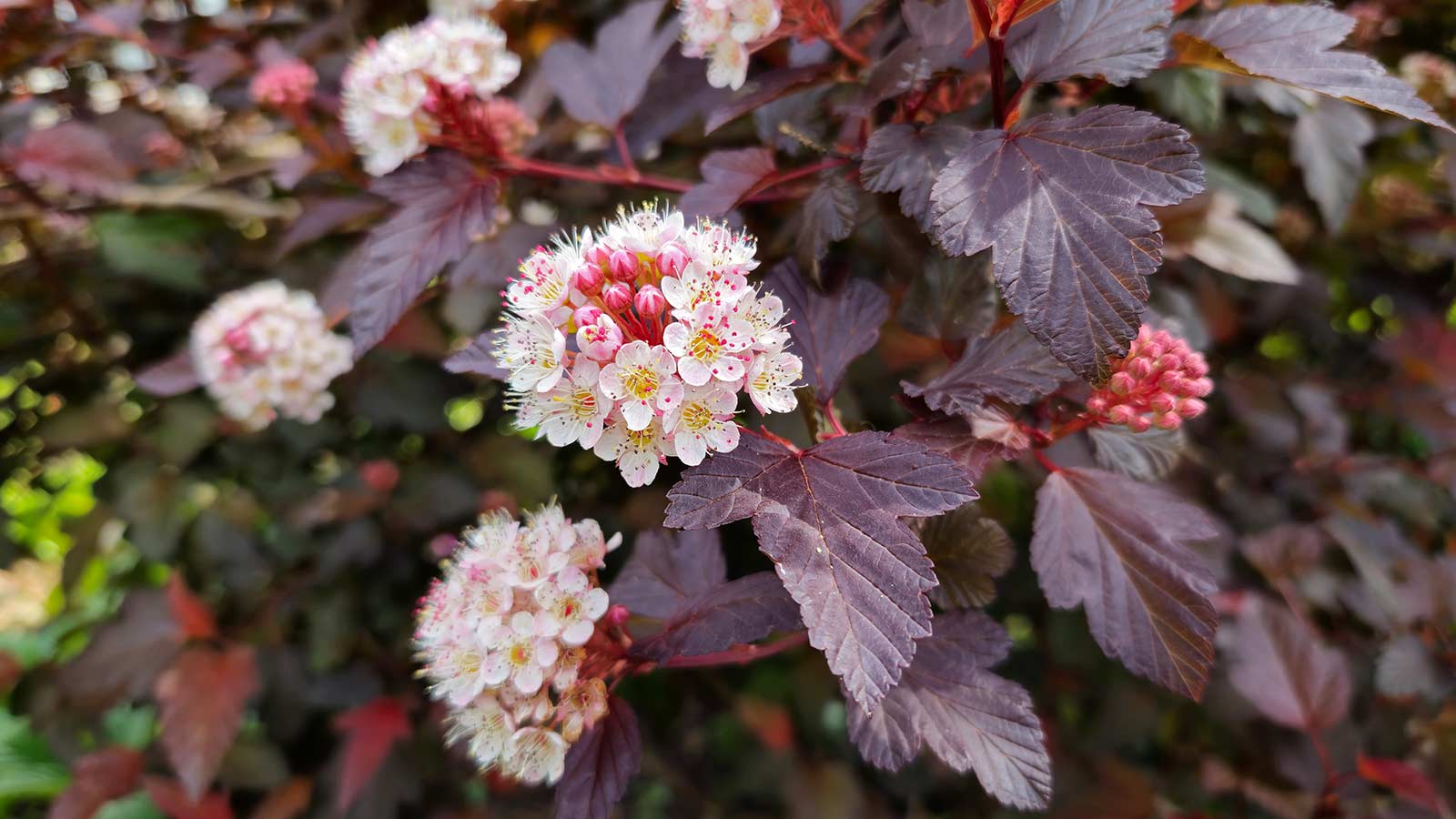 11 Native Shrubs to Plant in Central North Carolina