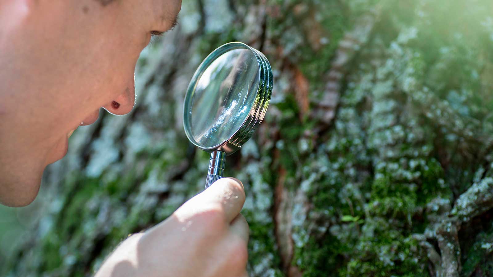Think Your Tree is Dead? Look a Little Closer