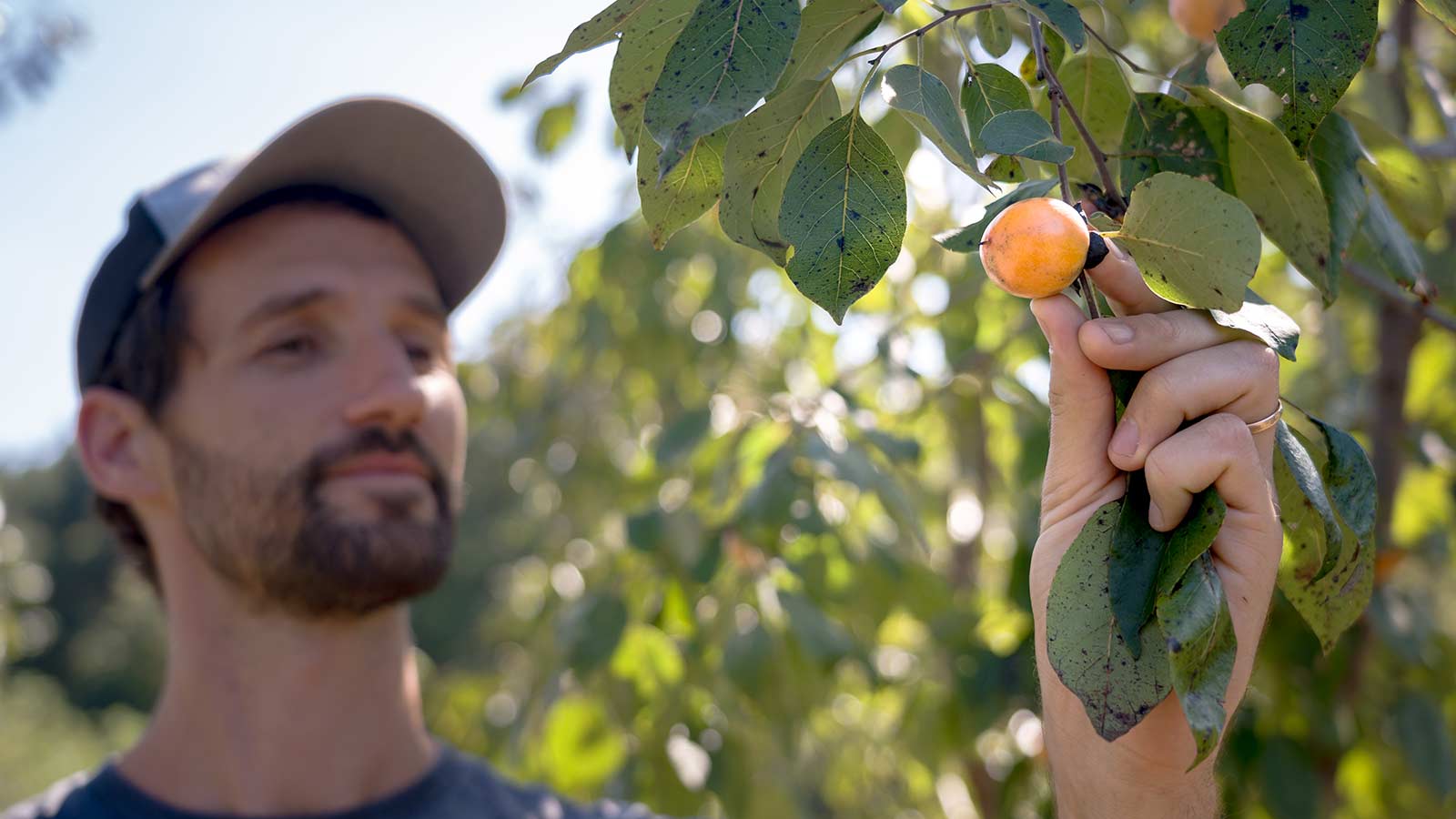 The Community Orchard Program: A New Branch of Project Pando