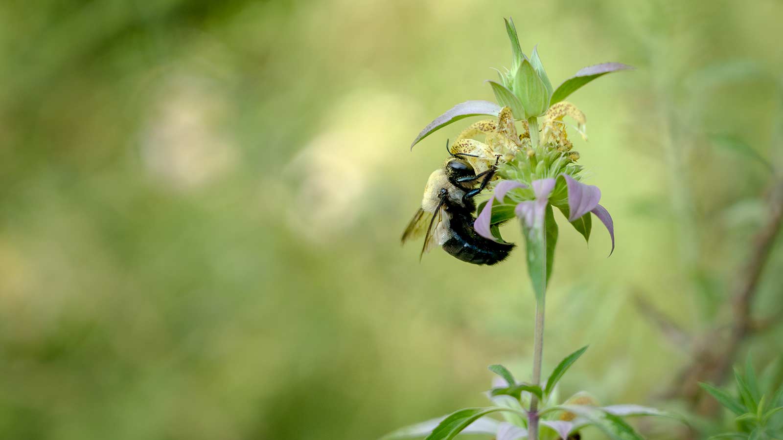 Ditch Your Laborious Lawn for a Magnificent Meadow or Prairie