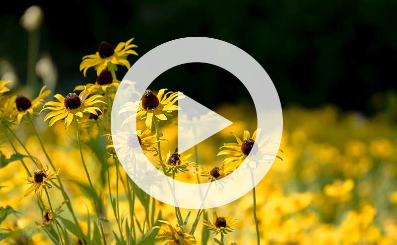 Video | Piedmont Prairies: An Alternative to Grass and Lawns Where Beauty and Life Thrive!