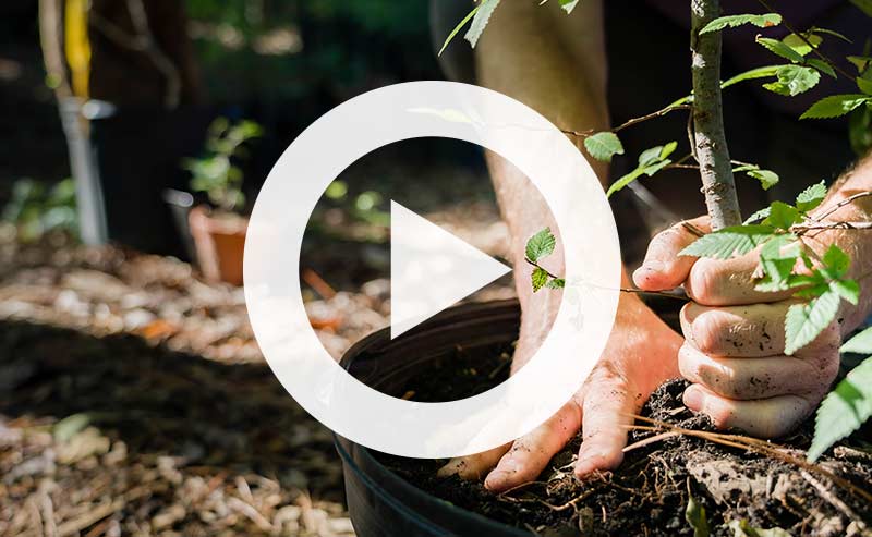 Video | How to Plant a Tree: The Definitive Guide to Proper Planting