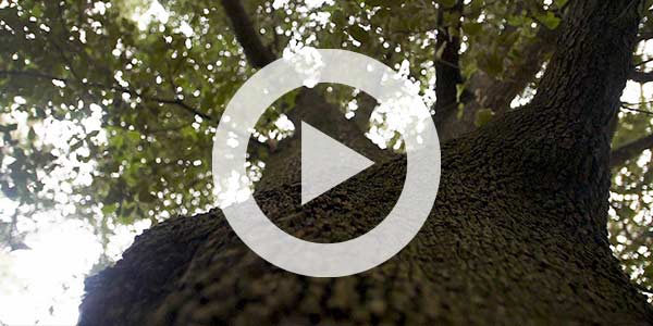 Video | Rooted by Our Purpose: A New Direction at Leaf & Limb