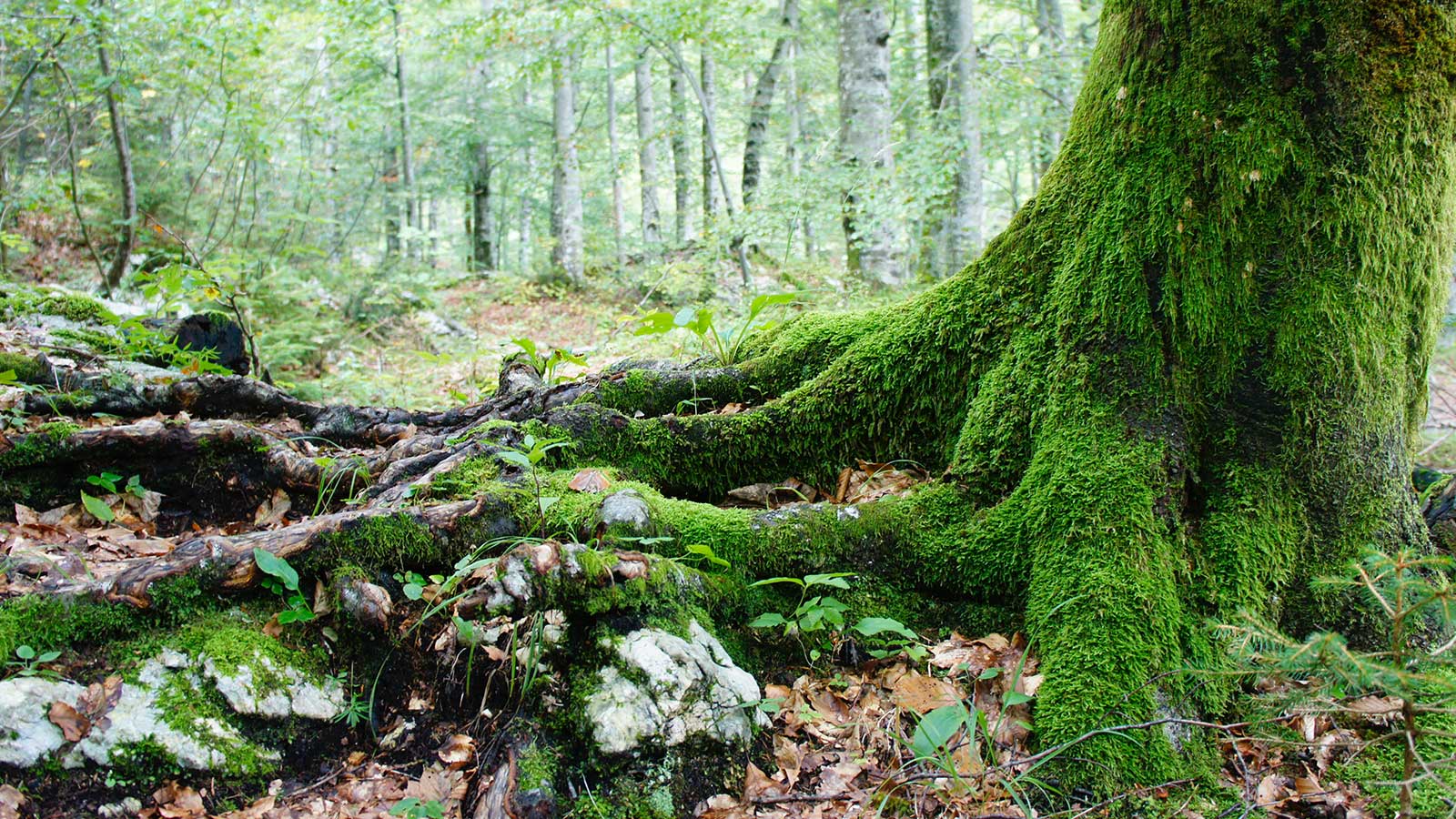 Do Roots Cause Damage? Debunking 3 Common Myths About Tree Roots