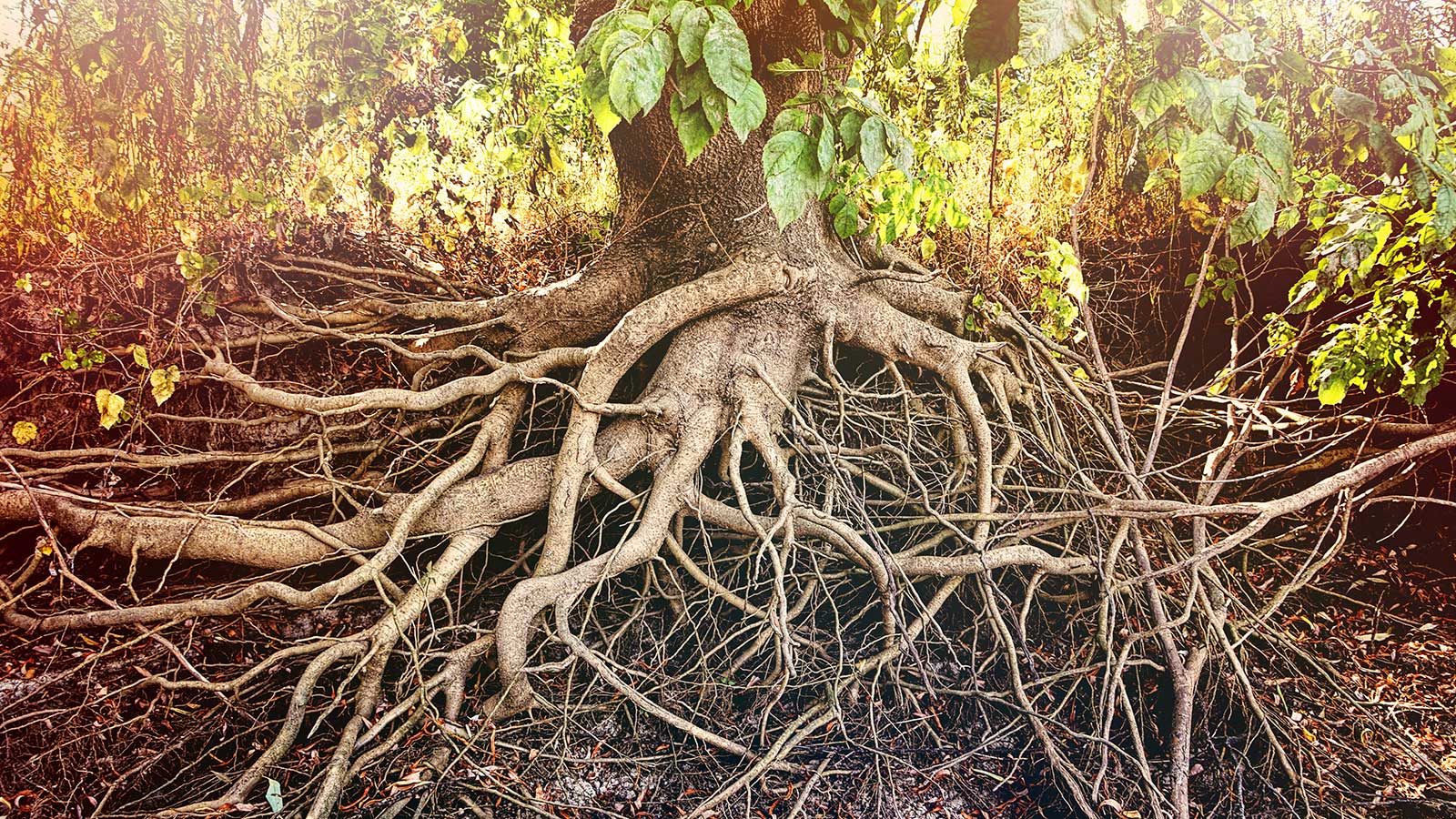 Stop Blaming Tree Roots: 5 Ways to Proactively Prevent Property Damage