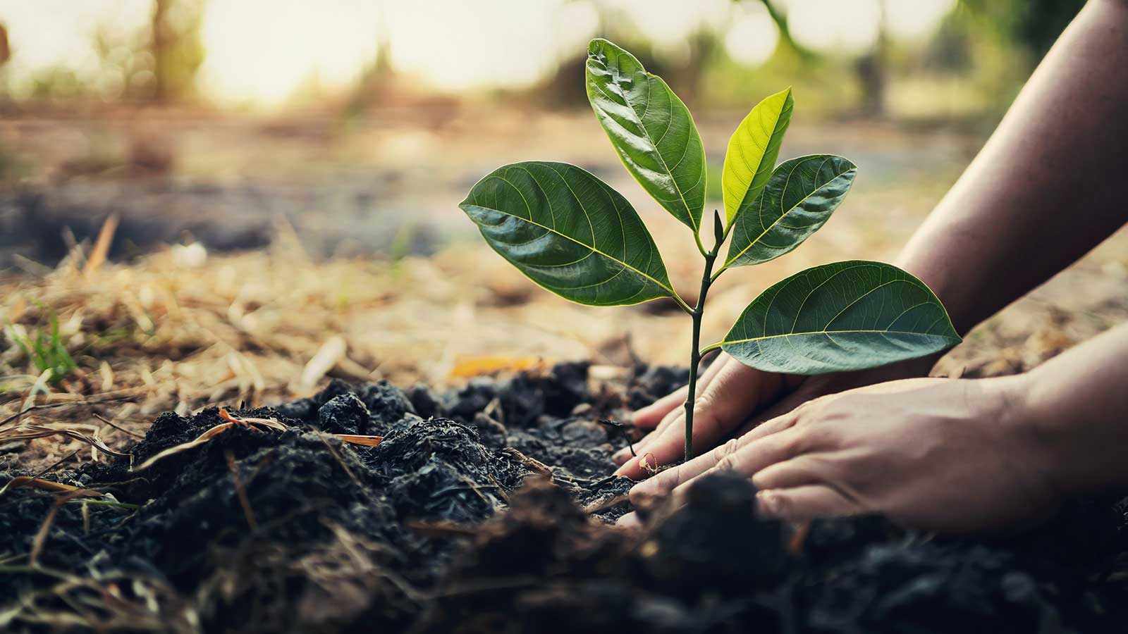 Bigger is Not Better! 3 Reasons Why You Should Plant Trees When They are Smaller