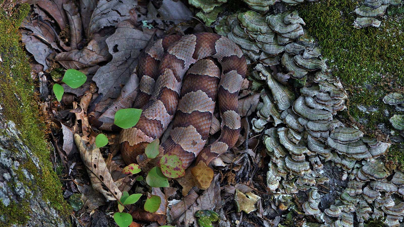 Friend or Foe? Snakes (Yes, Even Copperheads) Are Important to Our Ecosystem.