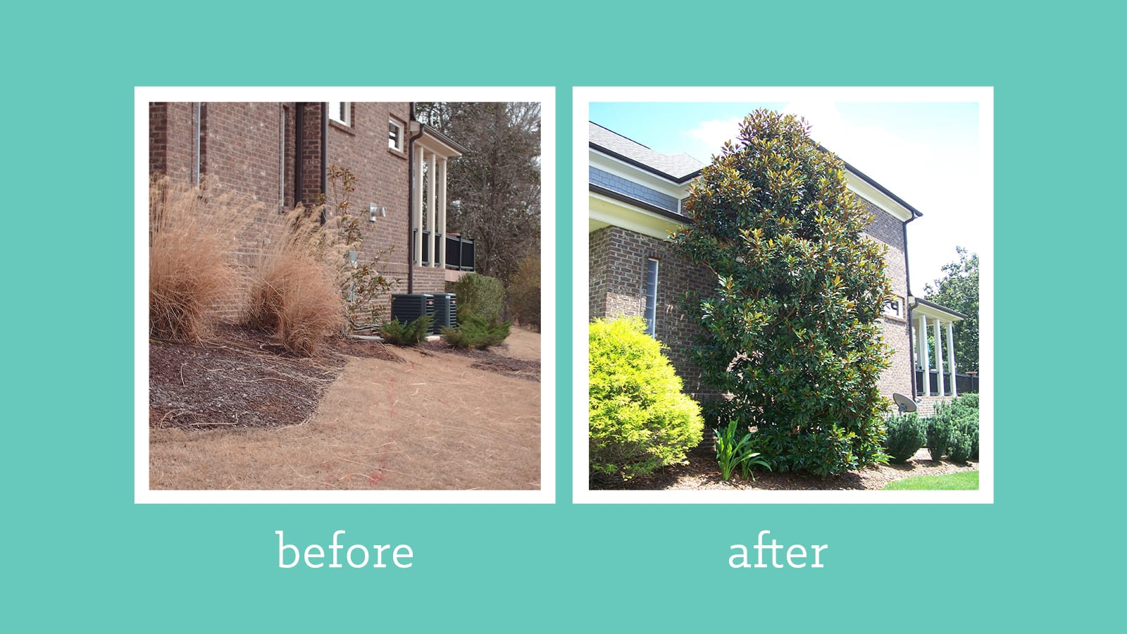 Case Study: Watch How Soil Improvement Turned this Tree from Sickly to Stately 