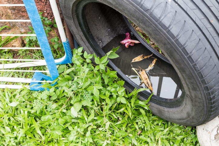 Standing water in a tire - breeding ground for skeeters