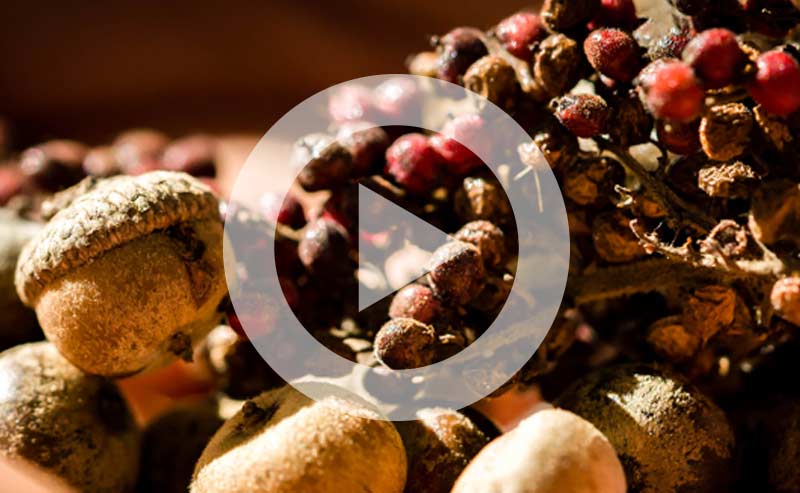 Video | The Story of A Seed