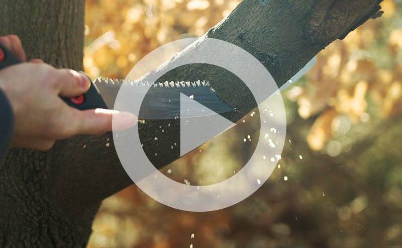 Video | How to Structurally Prune a Tree For Health, Strength, and Longevity