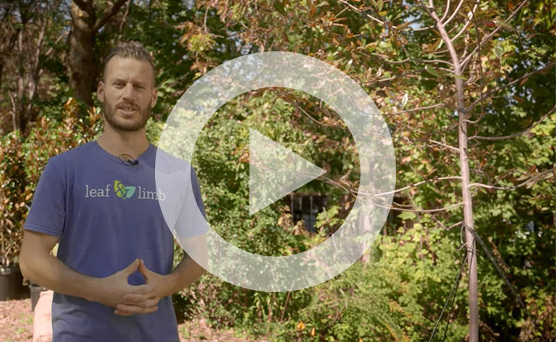 Video | How to Perform Structural Pruning