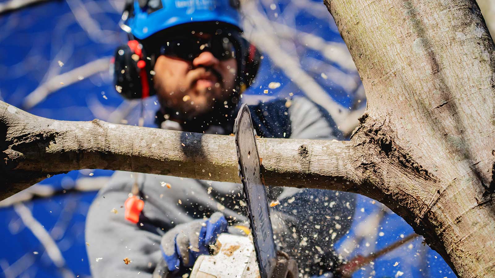 Are Your Trees Safe? Prune to Make Them Stronger.