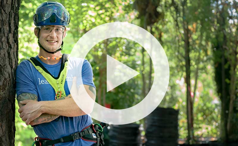 Video | How to Structurally Prune a Tree for Strength