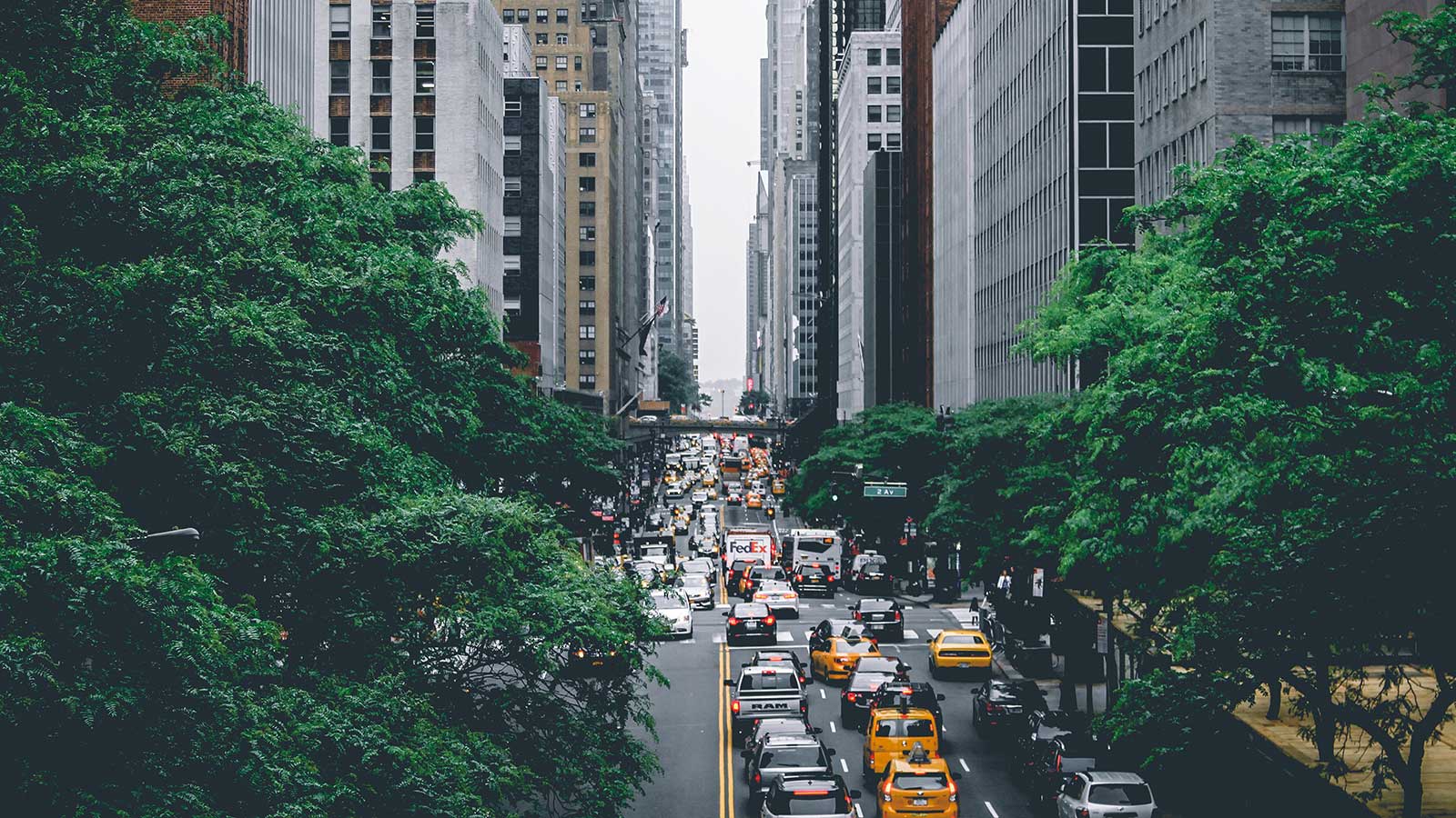 Top 10 Most Surprising Benefits of Trees