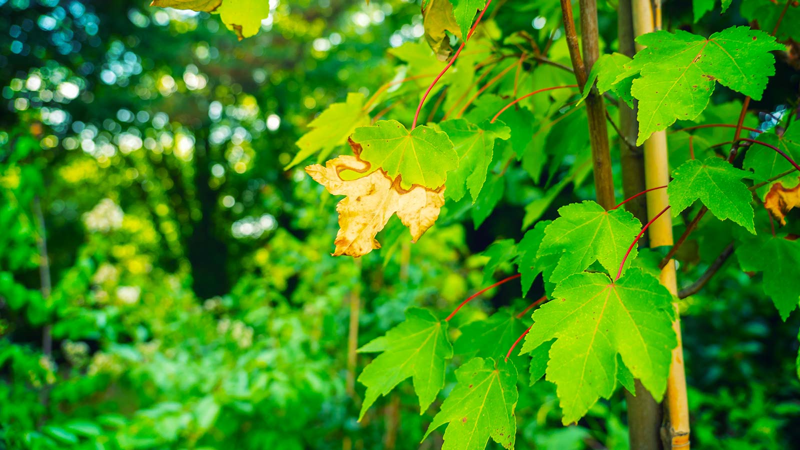 Five Ways to Spot a Thirsty Tree or Shrub