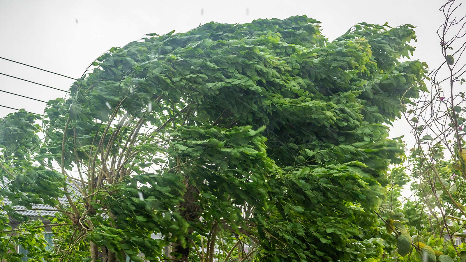 Weathering a Hurricane: How to Stormproof Your Trees From the Ground Up