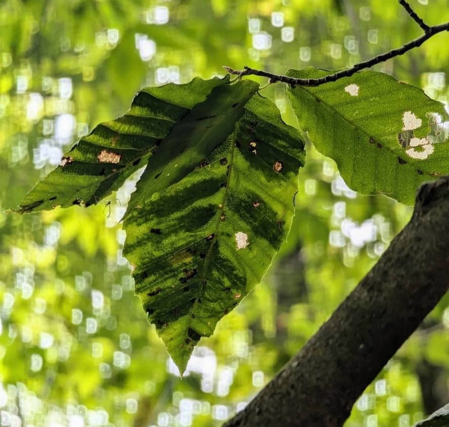 banding from beech leaf disease