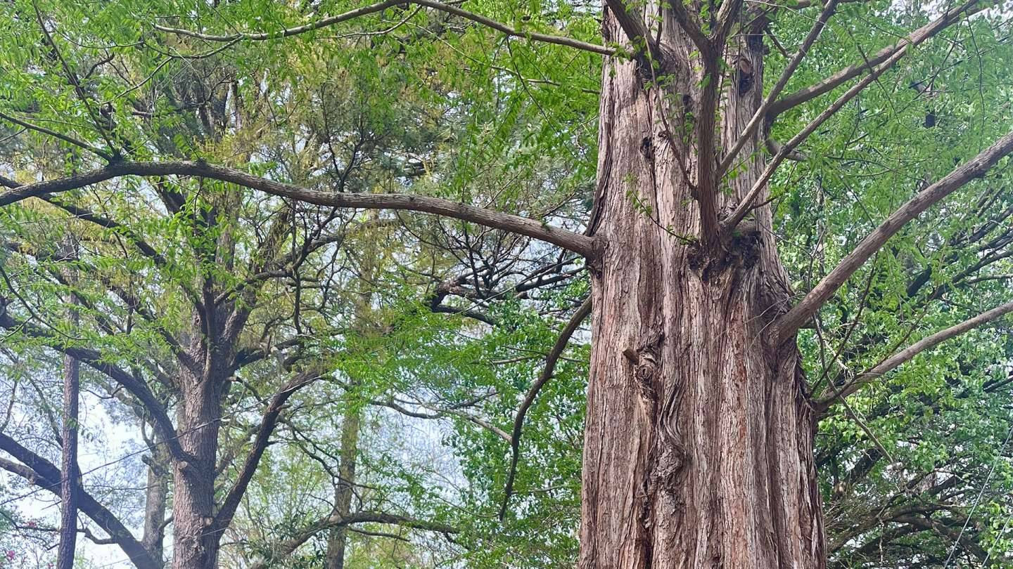 2025 Raleigh Tree of the Year