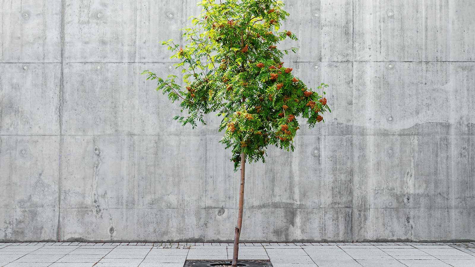 Why is Tree Care Important? Outside of the Forest, Trees Face Unique Challenges.