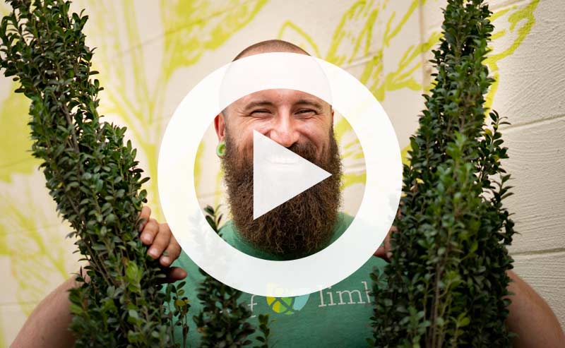 Video | 3 Ways City Life Stresses Trees (And What You Can Do to Help)