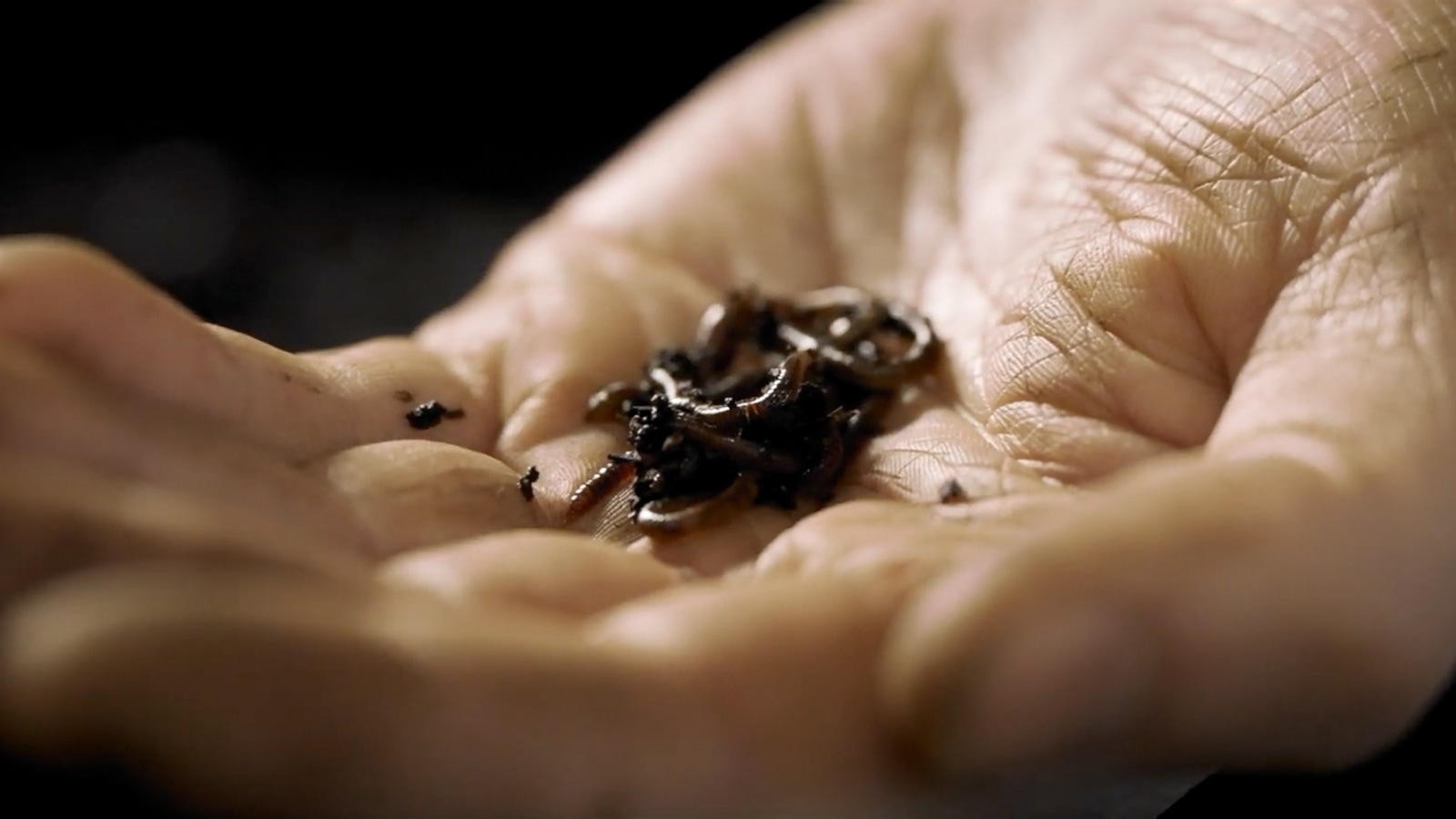 How to Make Vermicompost