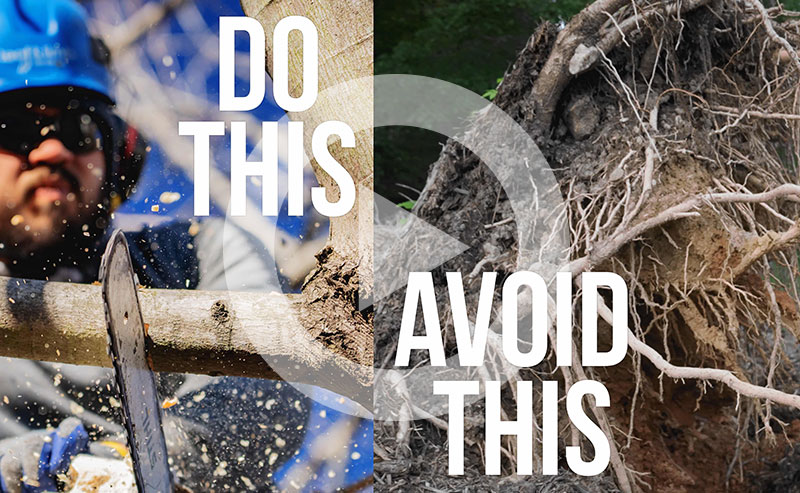 Video | How to Prepare Your Trees for Hurricanes: Tips to Protect Your Home and Property