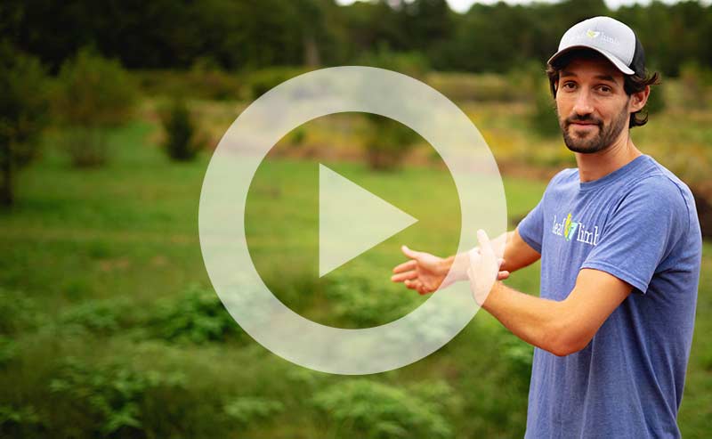 Video | Sheep, Seeds, and Swales: An Update from Project Pando