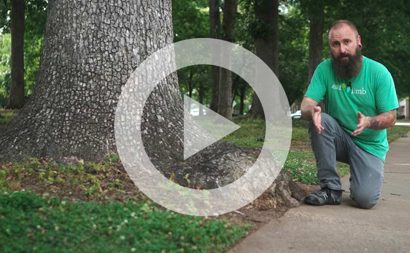 Video | Tree Roots Don't Break Pipes