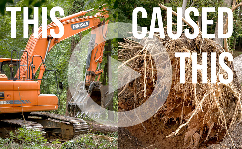 Video | The Root of the Problem: How We’re Killing Trees Without Knowing