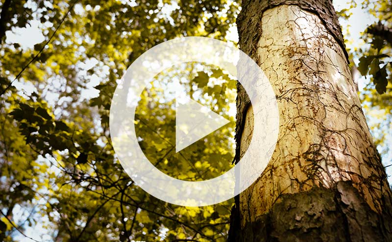 Video | How to Spot a Dead or Dying Tree
