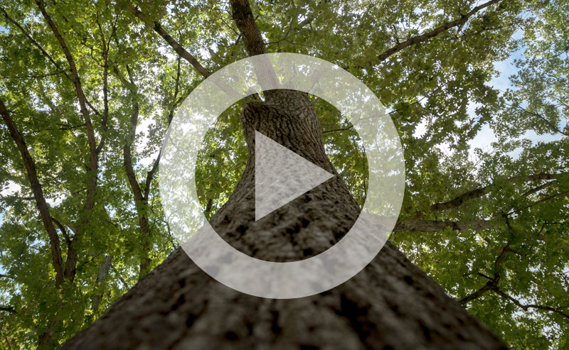 Video | Worried About Big Trees?
