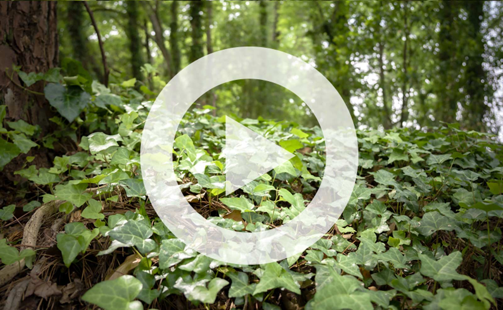 Video | How to Manage Invasive Plants