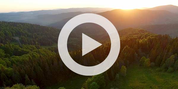 Video | How Trees Can Save the Earth